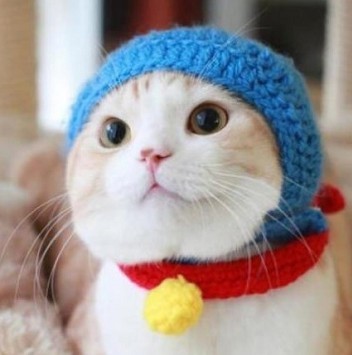 怎么讨主人开心呢？猫猫思考ing